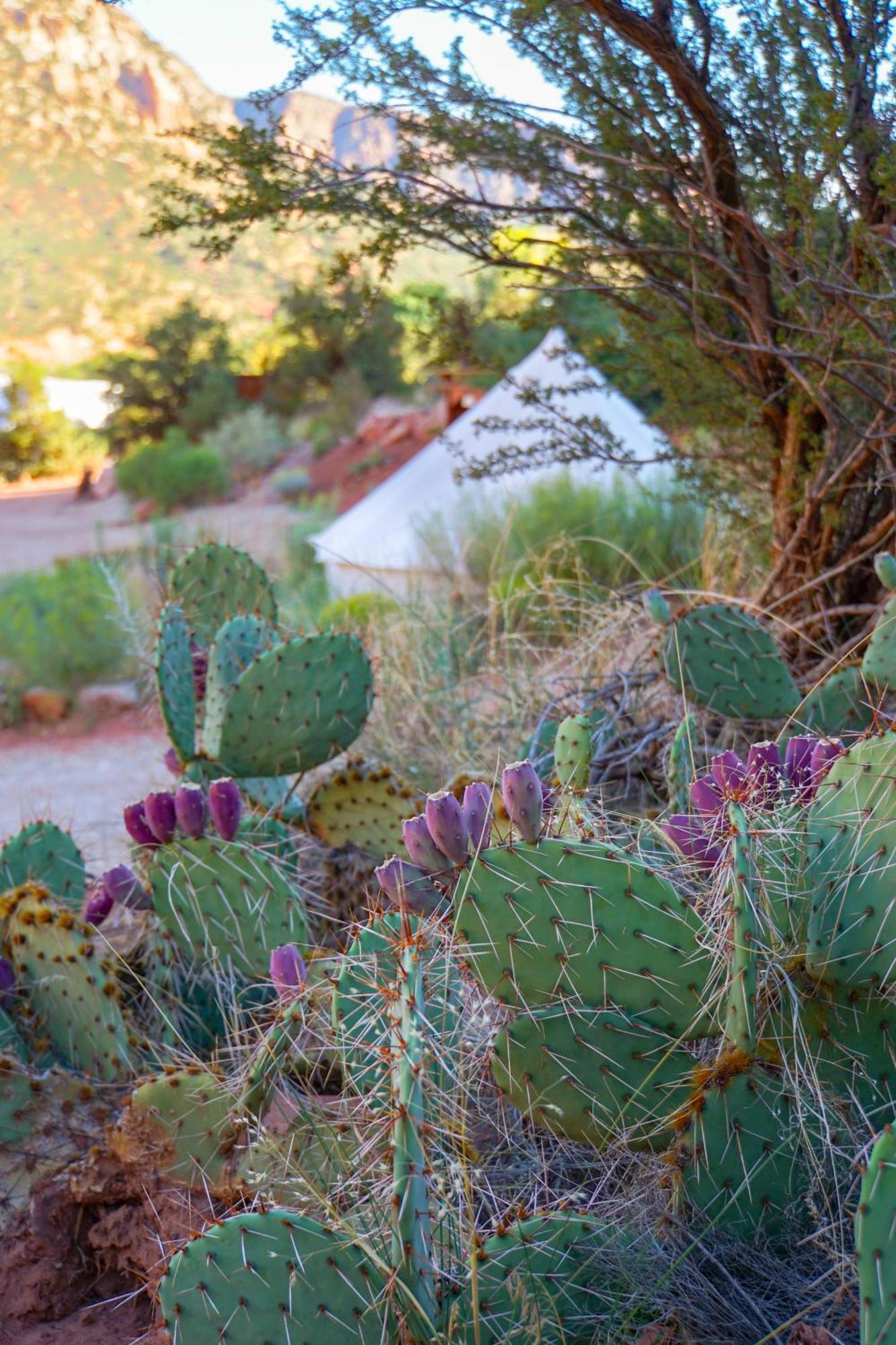 Zion Glamping Adventures Ξενοδοχείο Hildale Εξωτερικό φωτογραφία